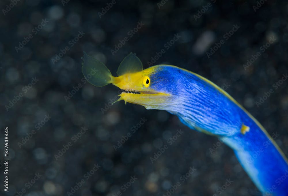 Ribbon Eel - Rhinomuraena quaesita (adult male). Underwater world of Tulamben, Bali, Indonesia.