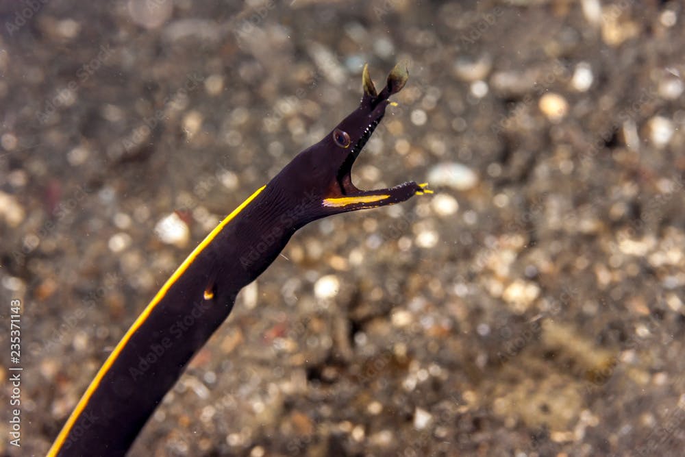 ribbon eel; Rhinomuraena quaesita; l