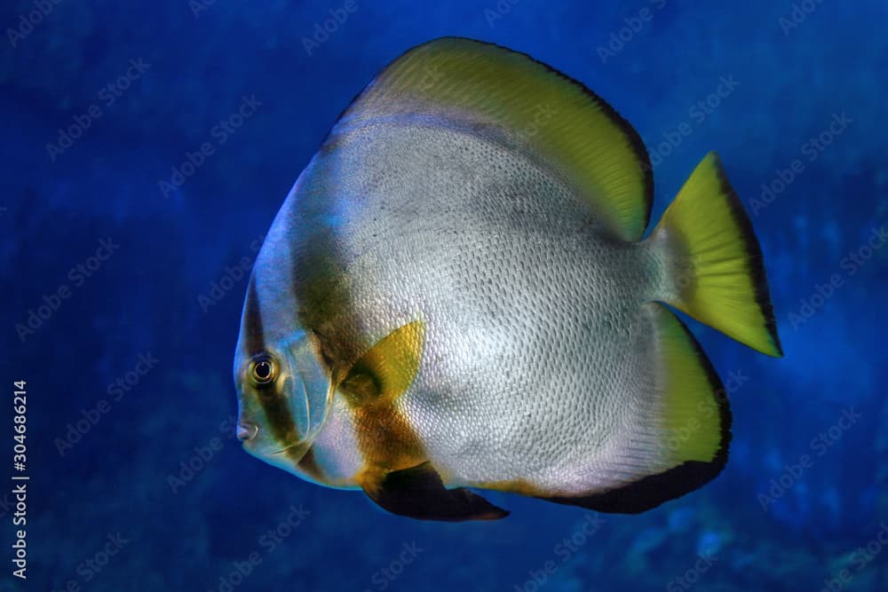 Orbicular batfish (Platax orbicularis) sea fish