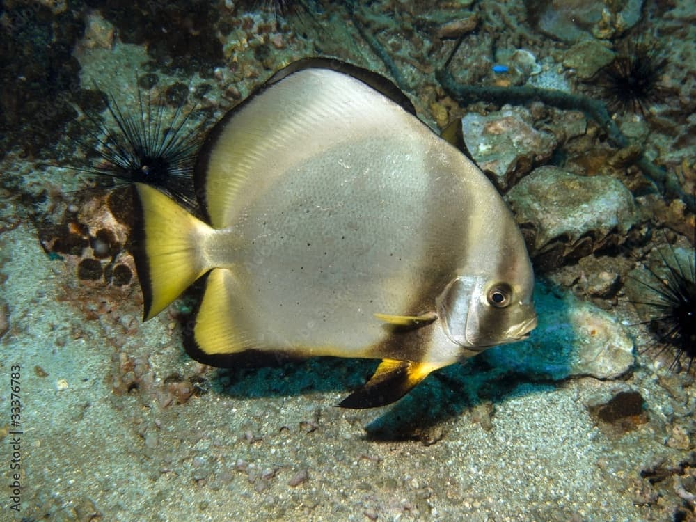 Pinnate Batfish - Platax pinnatus