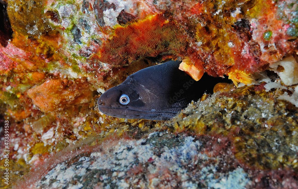 Chestnut moray, Enchelycore spp. Revillagigedo Islands, Roca Partida, Mexico