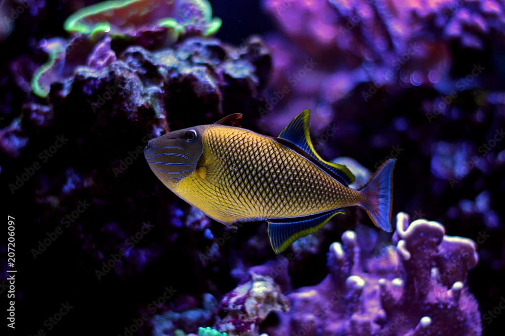 Crosshatch Triggerfish (Xanthichthys mento) 