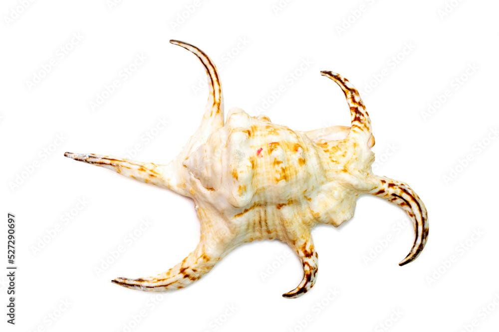 Image of lambis chiragra (Harpago chiragra) sea shell is in the family strombidae isolated on white background. Undersea Animals.