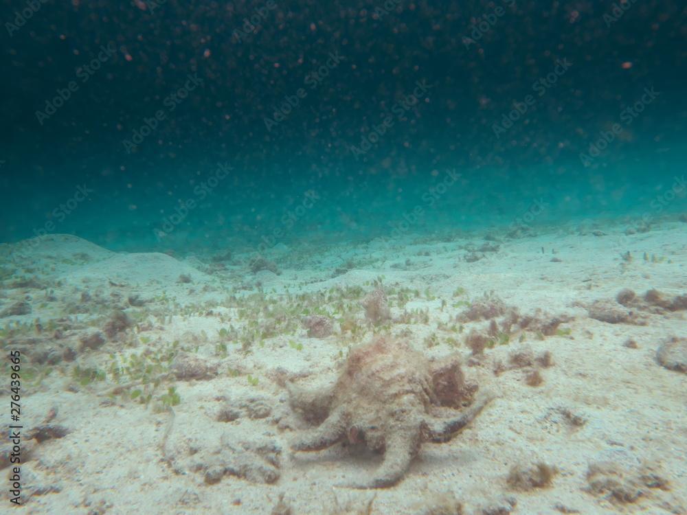 Amami Oshima, Japan - June 17, 2019: Harpago chiragra or Chiragra spider conch or sea snail found near Kasari Fishing Port at Amami Oshima, Kagoshima, Japan