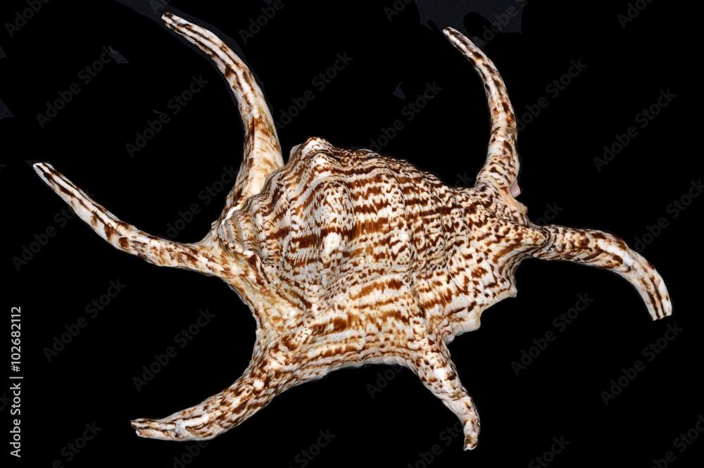 Harpago chiragra (Chiragra spider conch), a species of very large sea snail, a marine gastropod mollusk in the family Strombidae