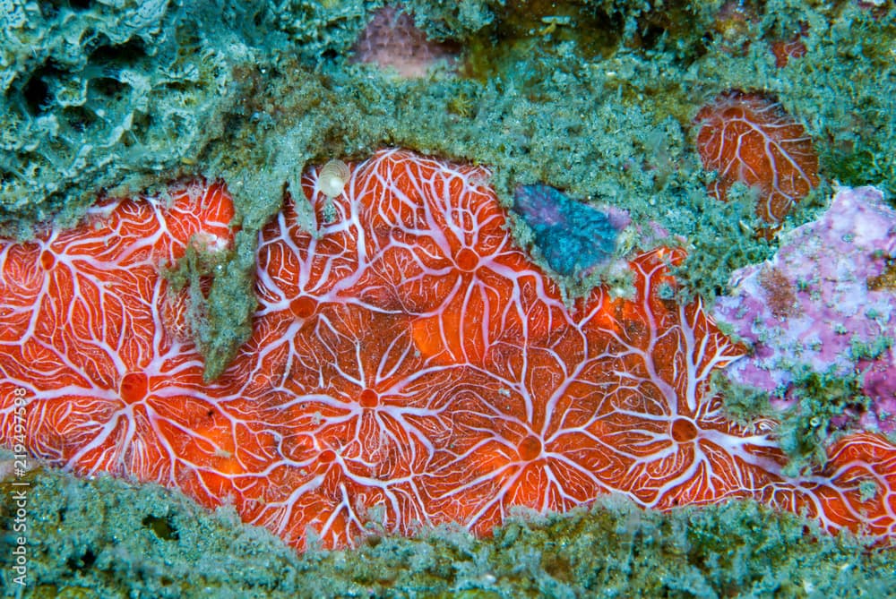 Red Sponge Clathria mima