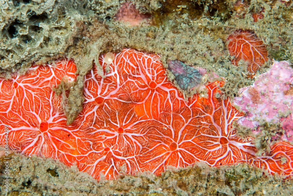 Red Sponge