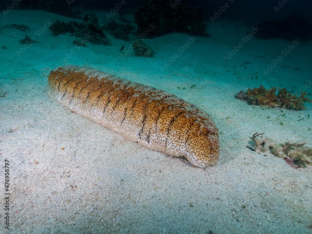 Elephant Trunkfish sea cucumber.(Holothuria fuscopunctata) in Sogod Bay near Padre Burgos, Southern Leyte, Philippines.  Underwater photography and travel.