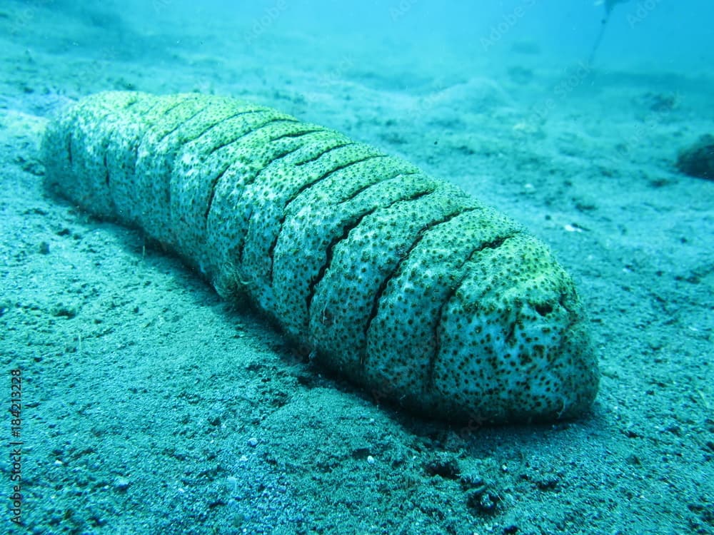 Braungepunktete Seewalze (Holothuria fuscopunctata)