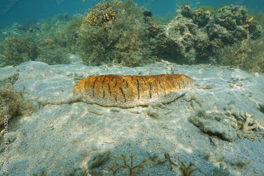 Elephant Trunkfish sea cucumber underwater animal, Holothuria fuscopunctatasea, lagoon of Grande Terre island, south Pacific ocean, New Caledonia
