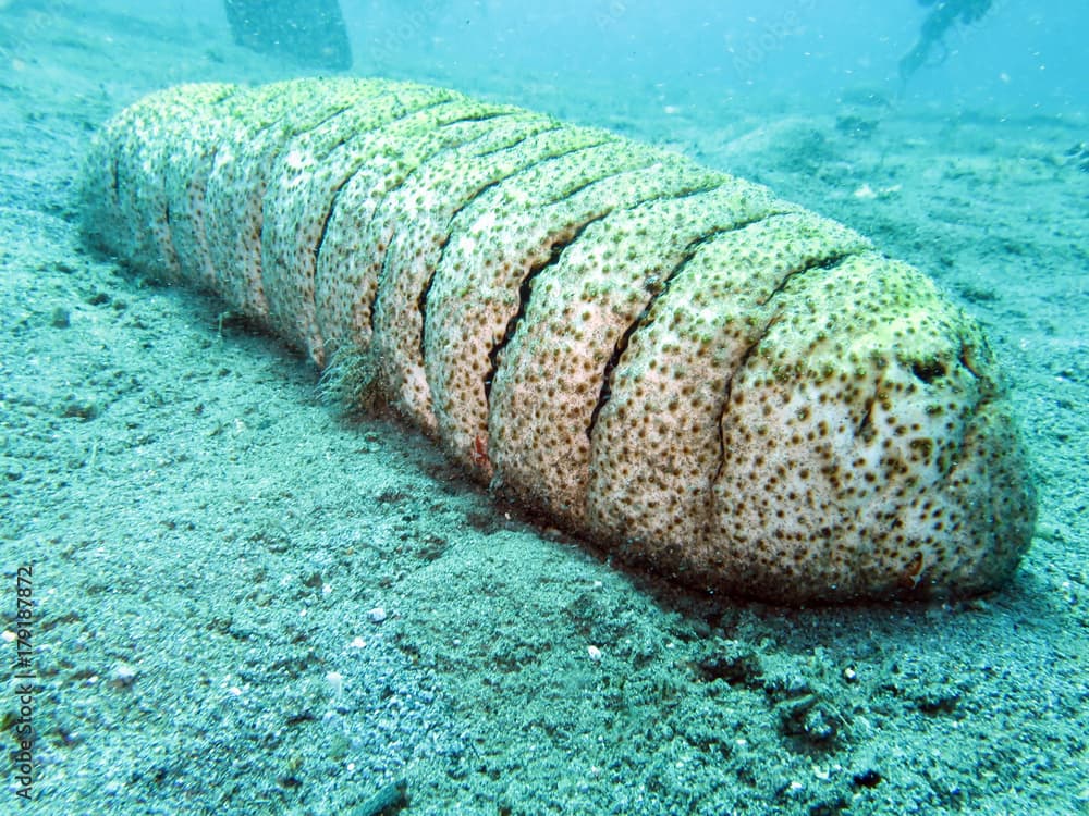 Braungepunktete Seewalze (Holothuria fuscopunctata)