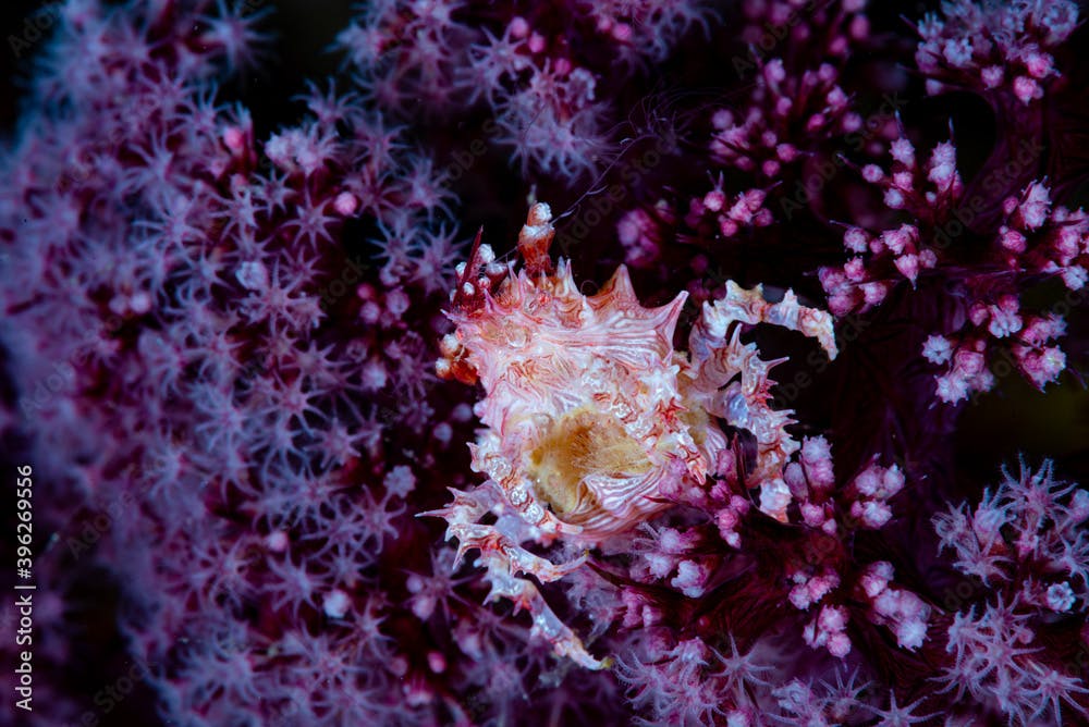 Soft Coral Crab Hoplophrys oatesi
