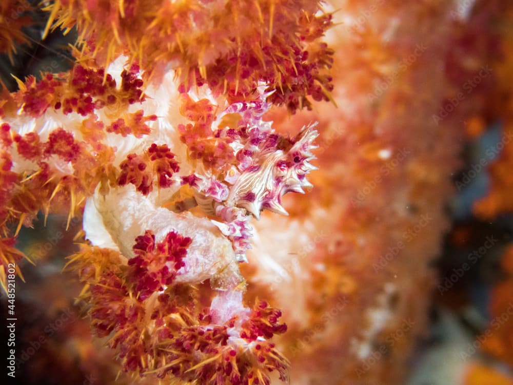 Pink Candy Crab (Hoplophrys oatesi) on soft coral. Underwater macro life photo.