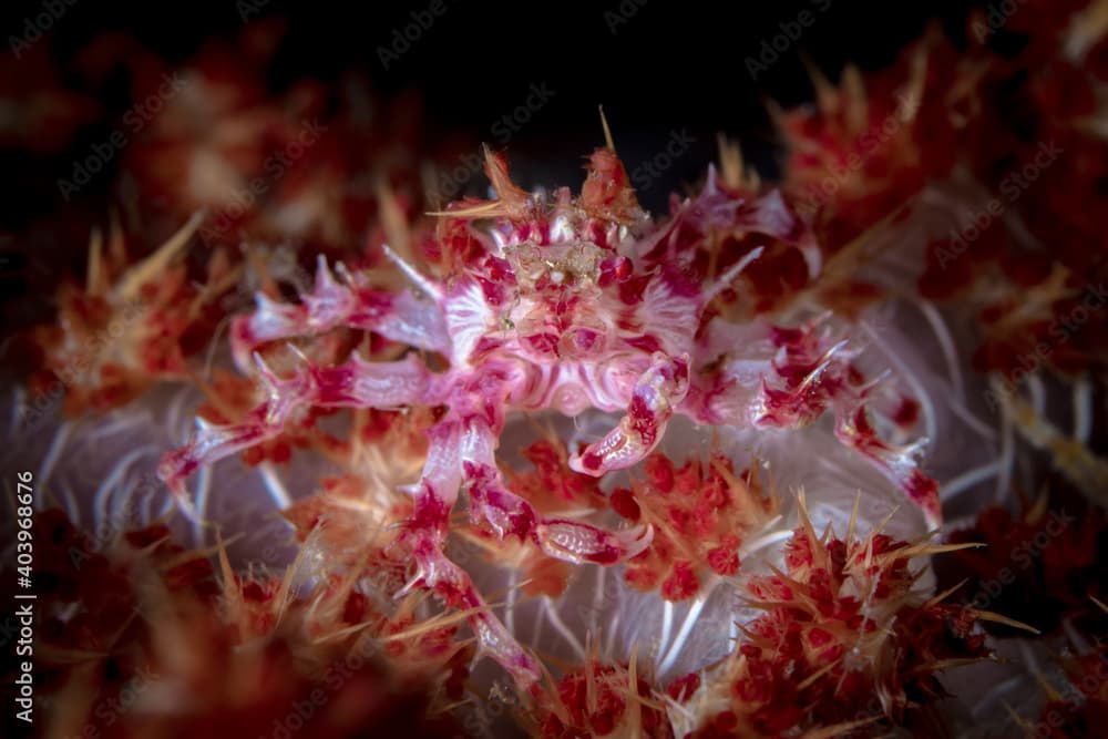 Soft coral candy crab (Hoplophrys oatesi) camouflaging on coral reef