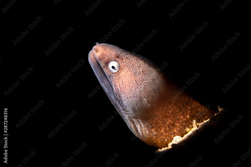 White eyed moray eel