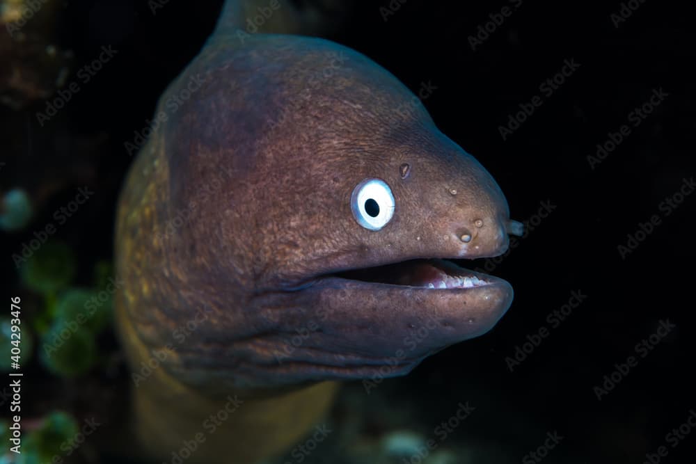 White eyed moray eel - Gymnothorax thyrsoideus