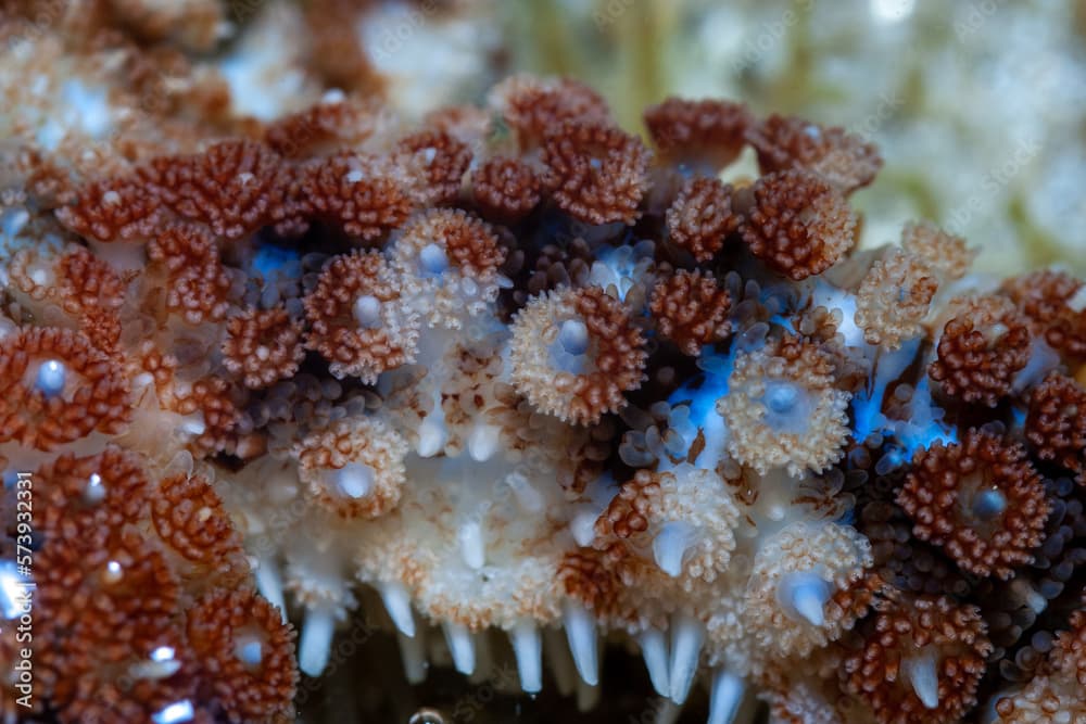 Étoile de mer épineuse - coscinasterias tenuispina