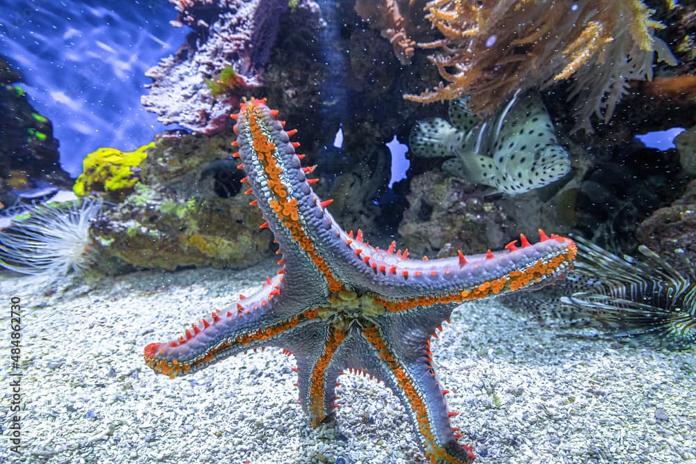 Bottom view of Blue spiny starfish of aquarium glass. Coscinasterias tenuispina species native to the Atlantic Ocean and the Mediterranean seas, living in shallow waters.