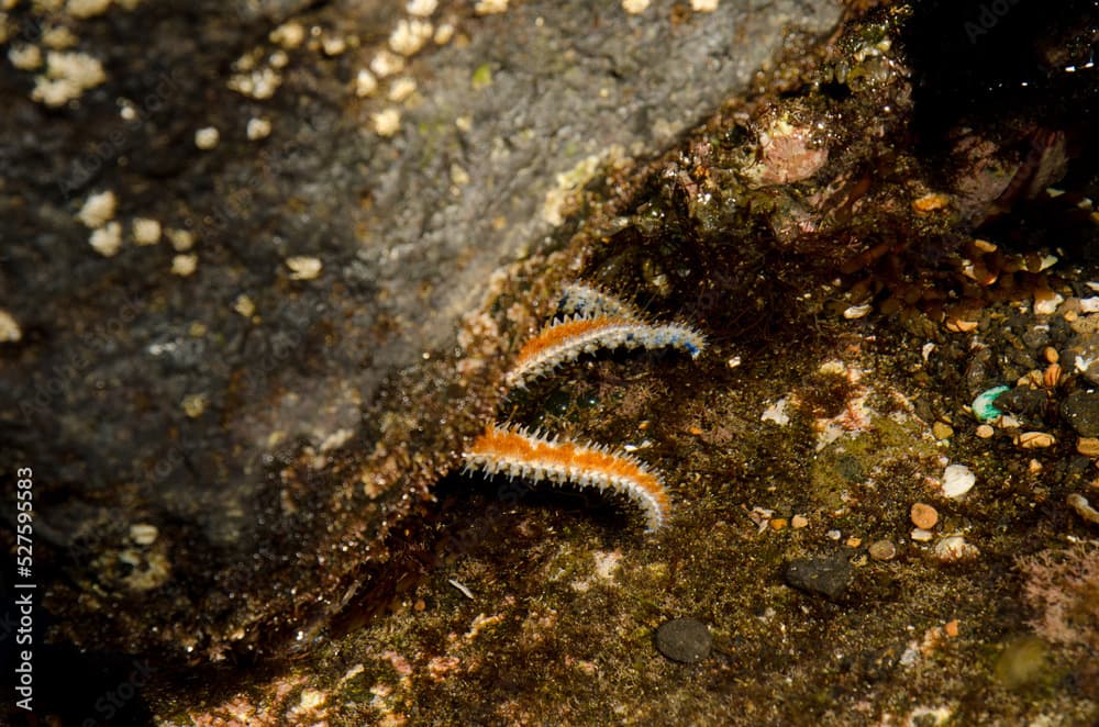 Thorny sea star Coscinasterias tenuispina hidden under a rock. La Garita. Telde. Gran Canaria. Canary Islands. Spain.