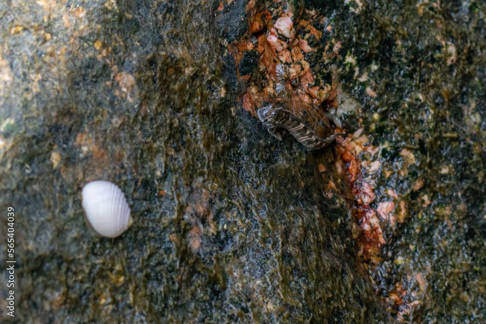 Rockhopper on a rock of the coast of the Seychelles.