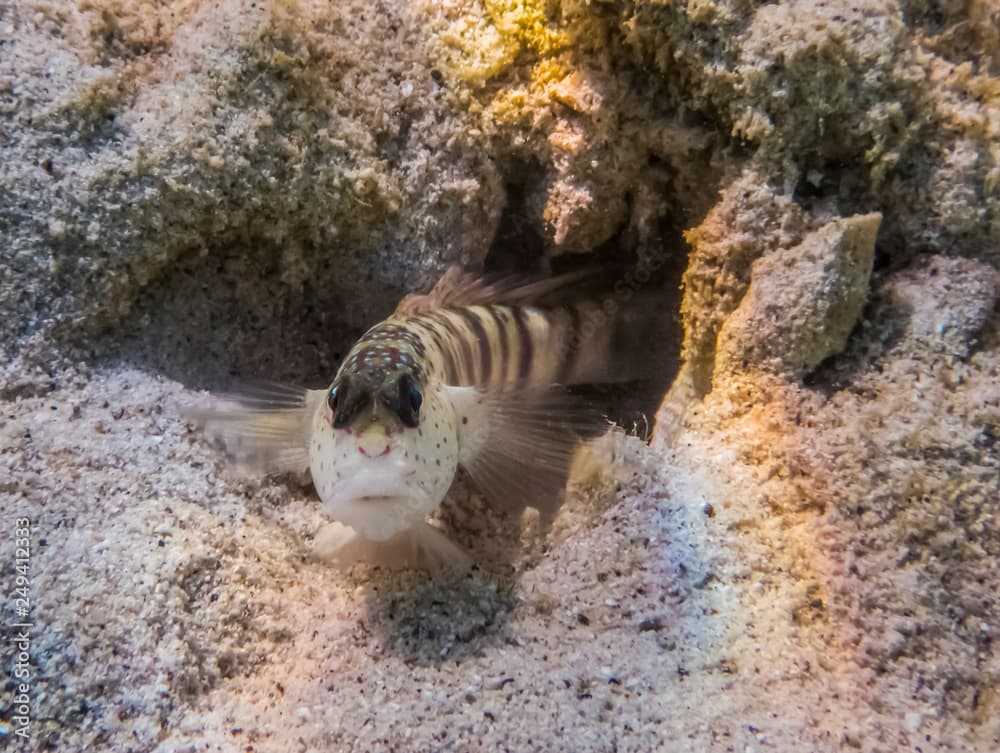 Tropical Spotted or Coral Blenny Fish Close up Emerging from Cave