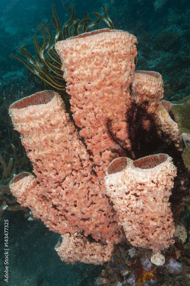 Sponge, Clathria basilana, Sulawesi Indonesia