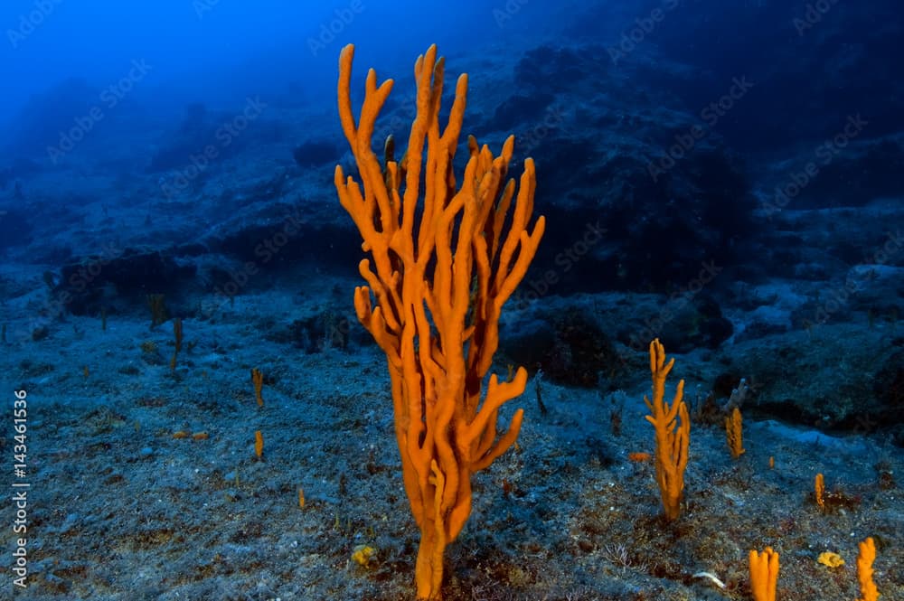 Sponge, axinella cannabina, Kas Turkey