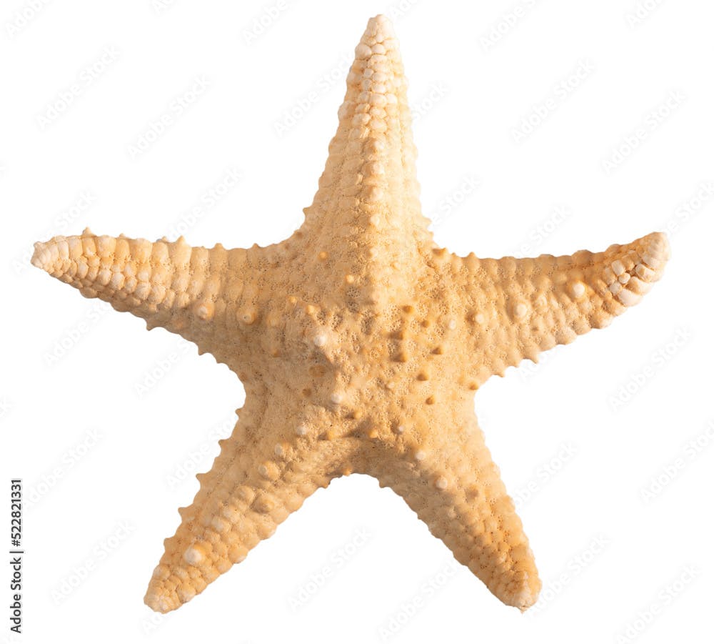 Seashell starfish top view isolated on white background with clipping path