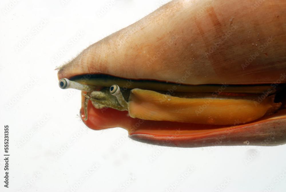 A strawberry conch, Strombus luhuanus, peeking out from its shell.; Derawan Island, Borneo, Indonesia.