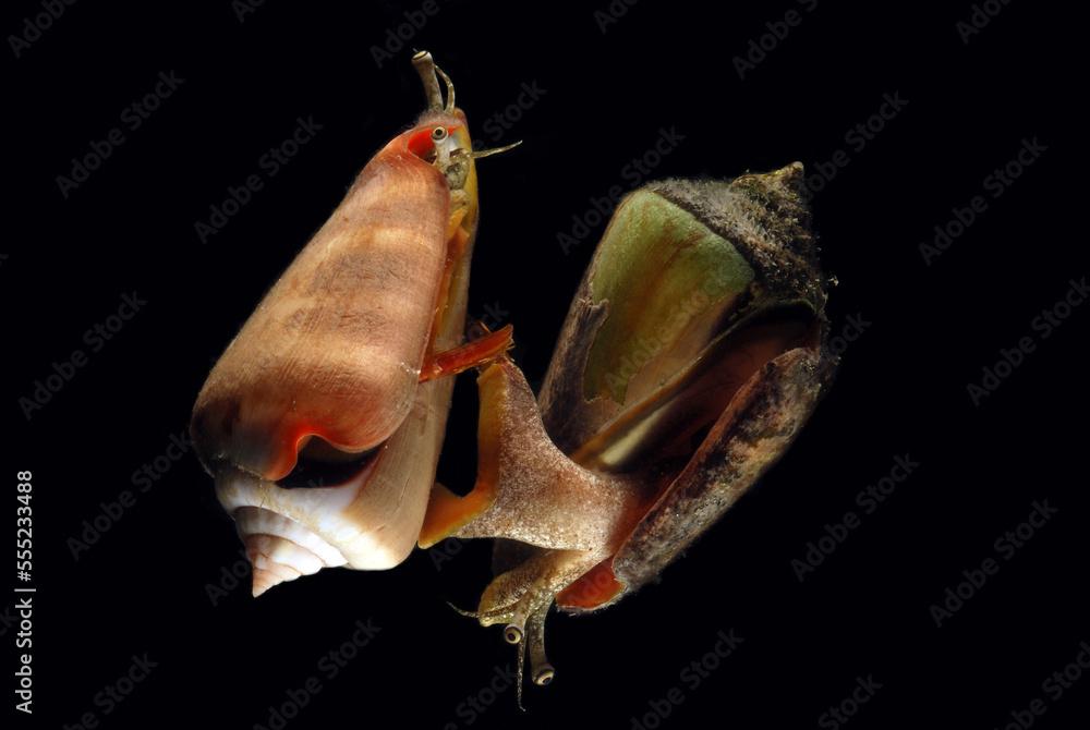 Two Strawberry conchs, Strombus luhuana, with slashing foot showing.; Derawan Island, Borneo, Indonesia.