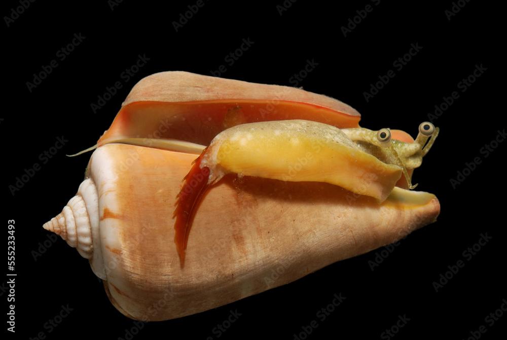 Strawberry conch with eyes, foot, mouth and serrated operculum showing; Derawan Island, Borneo, Indonesia.