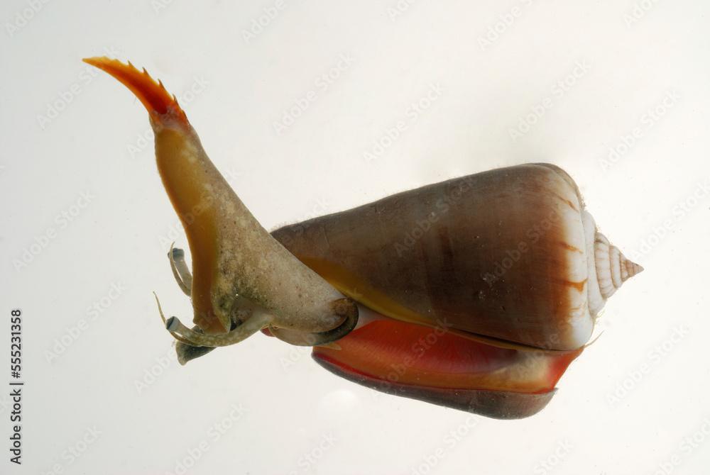 A Strawberry conch, Strombus luhuanus, showing eyes and slashing foot.; Derawan Island, Borneo, Indonesia.