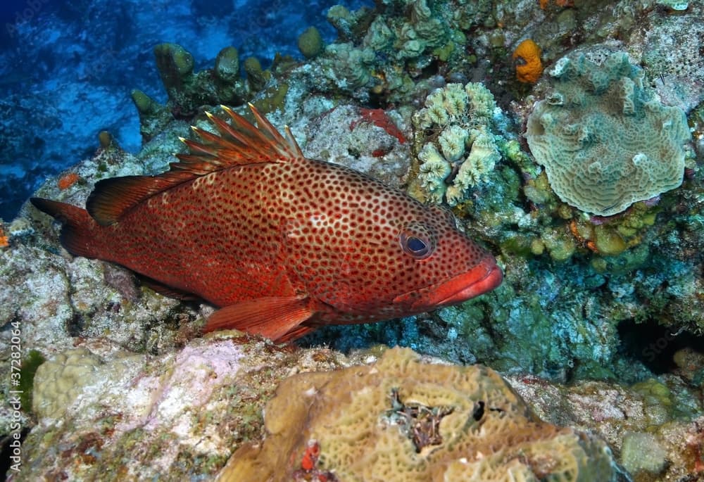 Red Hind (Epinephelus guttatus) - Roatan