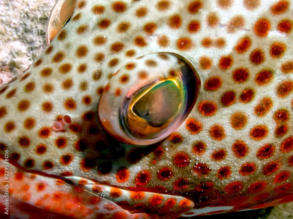 red hind, Epinephelus guttatus,