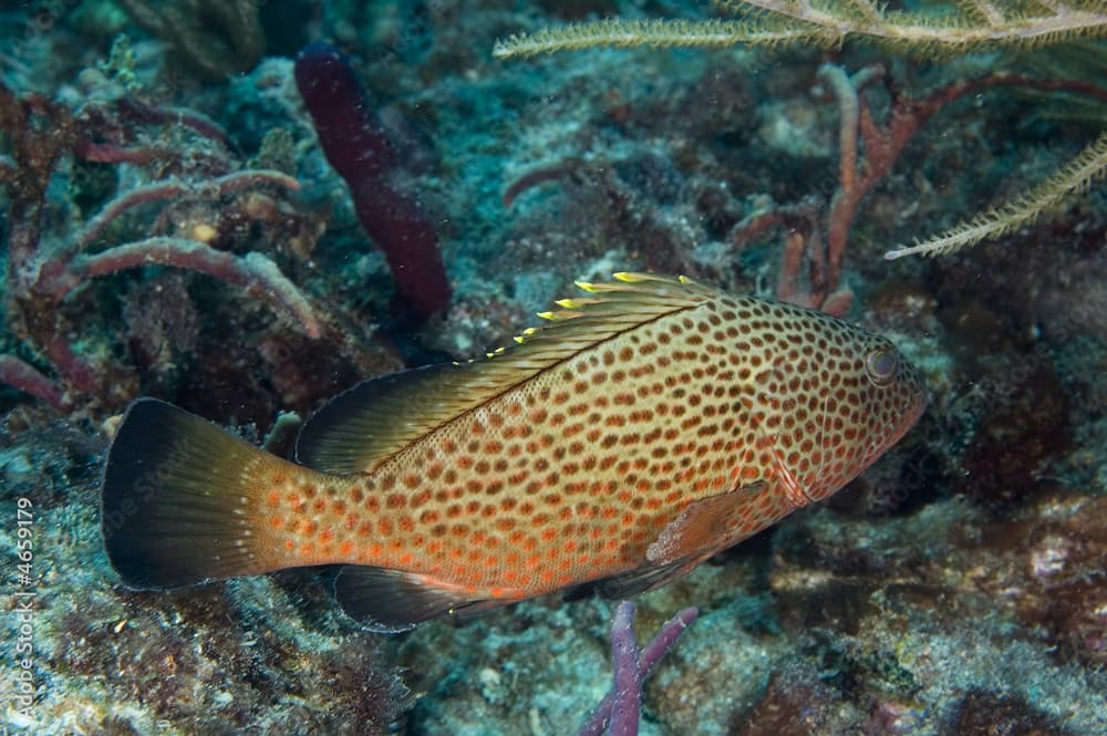 Red Hind, Epinephelus guttatus