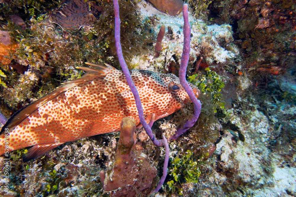 A large Red Hind (Epinephelus guttatus) in Cozumel, Mexico