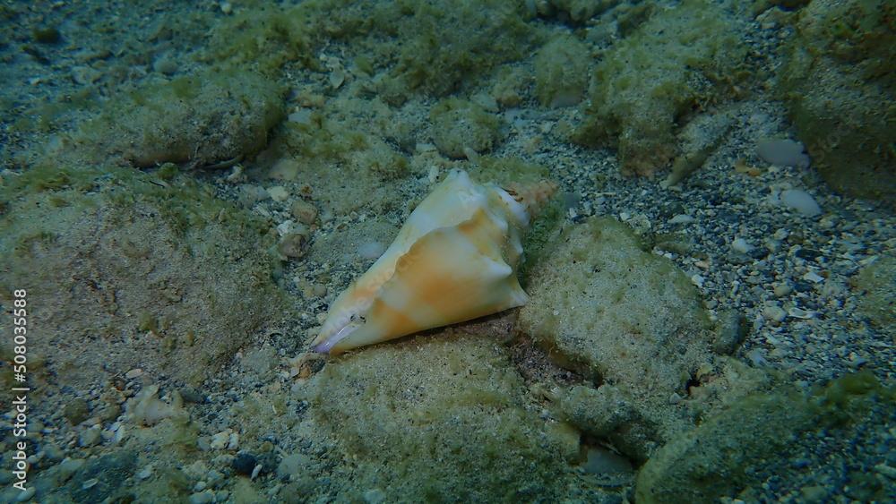 Sea snail Florida fighting conch (Strombus alatus) on the Atlantic Ocean bottom, Cuba, Varadero