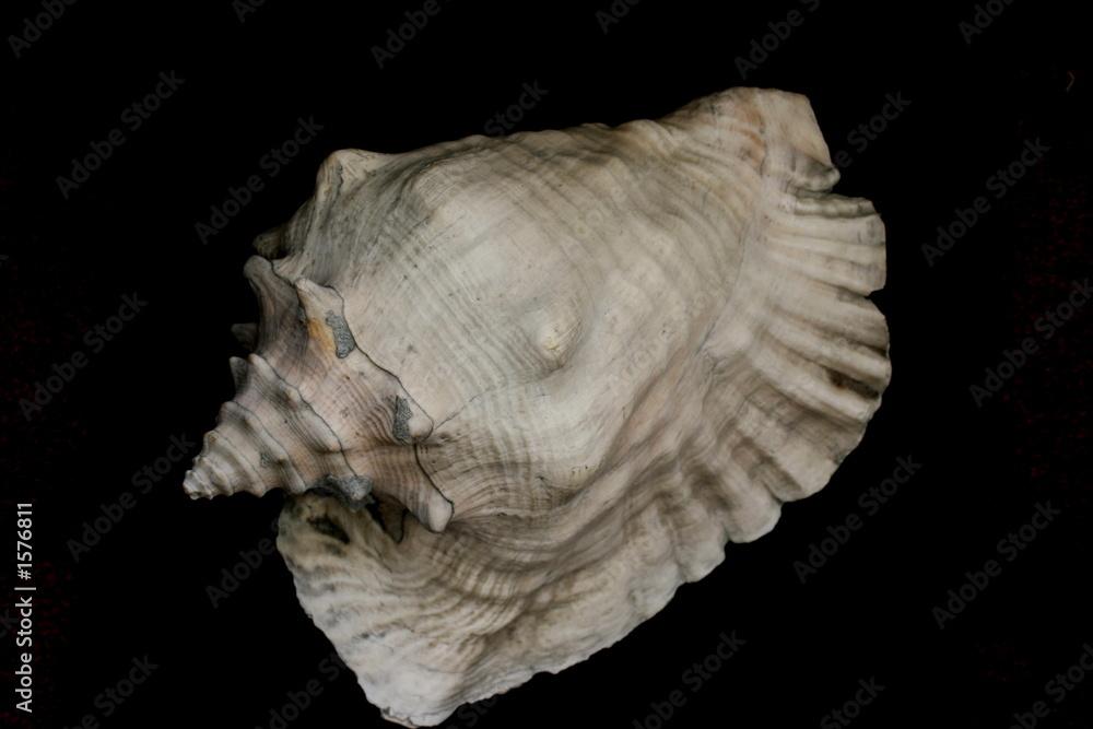 large whitish conch shell