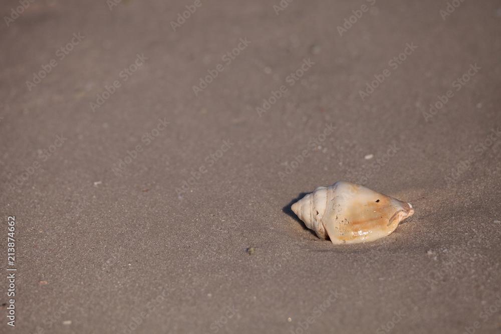 Florida fighting conch Strombus alatus shell