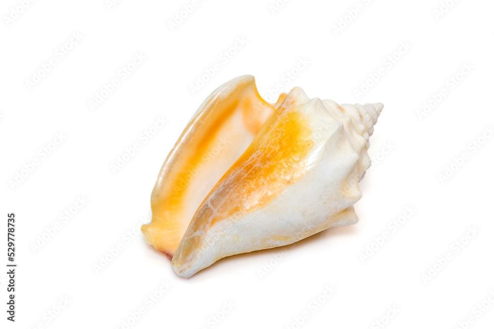 Image of strombus alatus sea shell, the Florida fighting conch, is a species of medium-sized, warm-water sea snail.