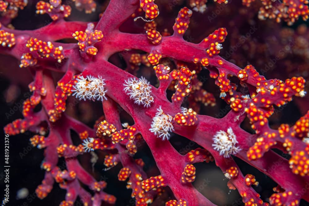 Coral reef South Pacific