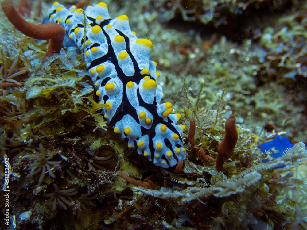 Nudibranch - Phyllidia varicosa