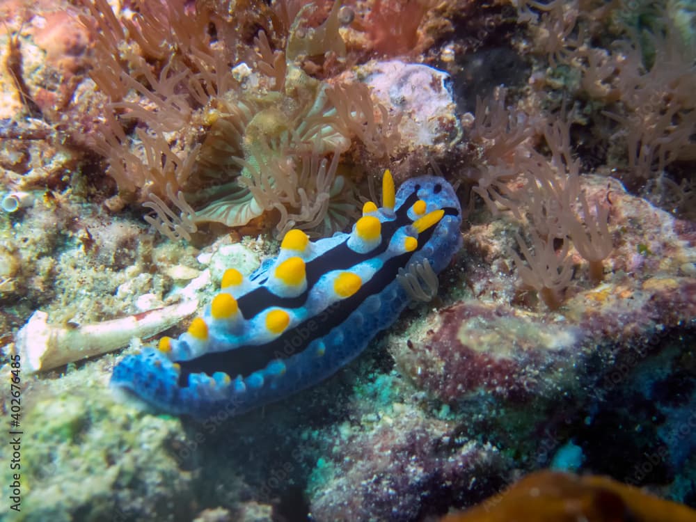 Varicose Wart Slug (Phyllidia Varicosa)