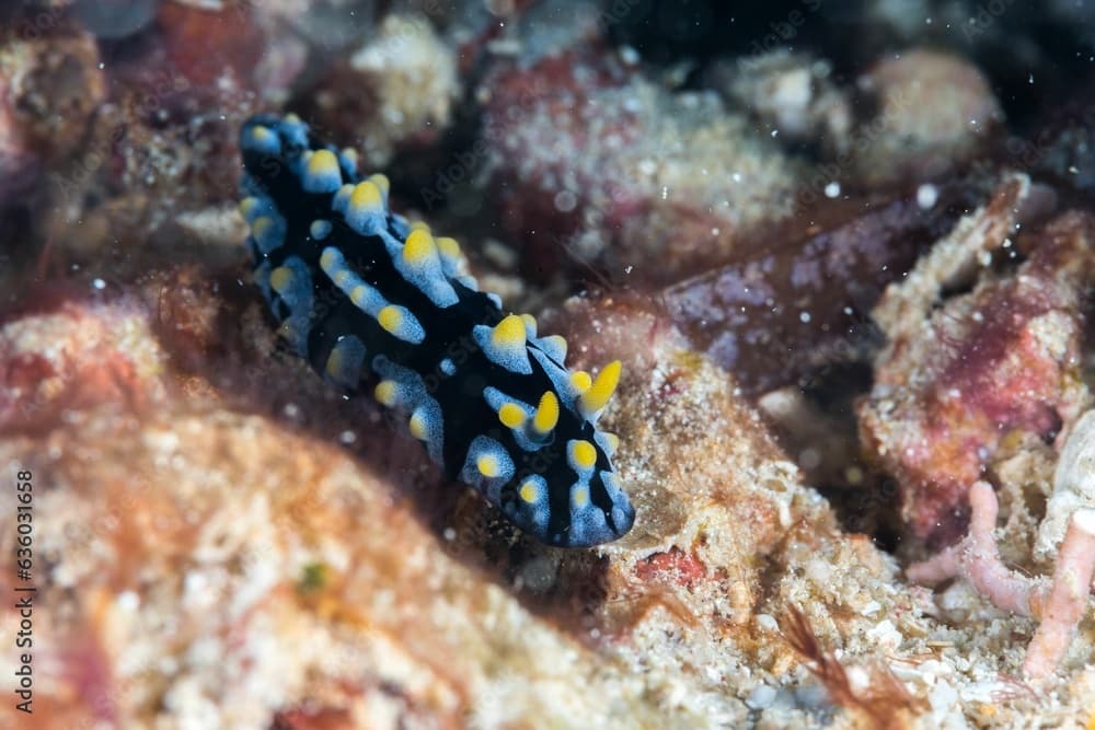 Close-up of a Phyllidia varicosa sea slug swimming underwater