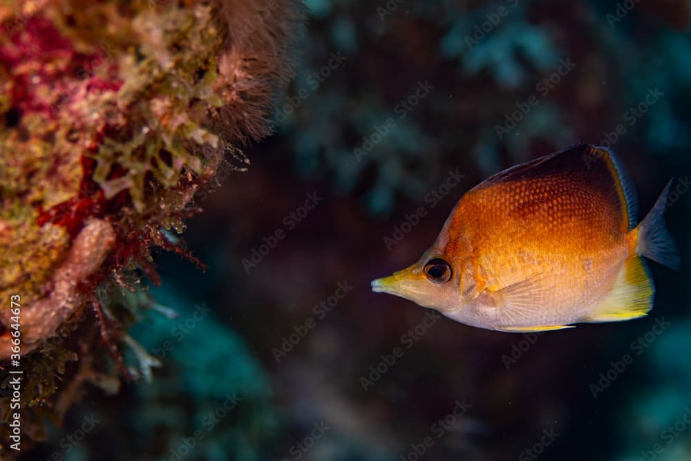 Longsnout Butteflyfish