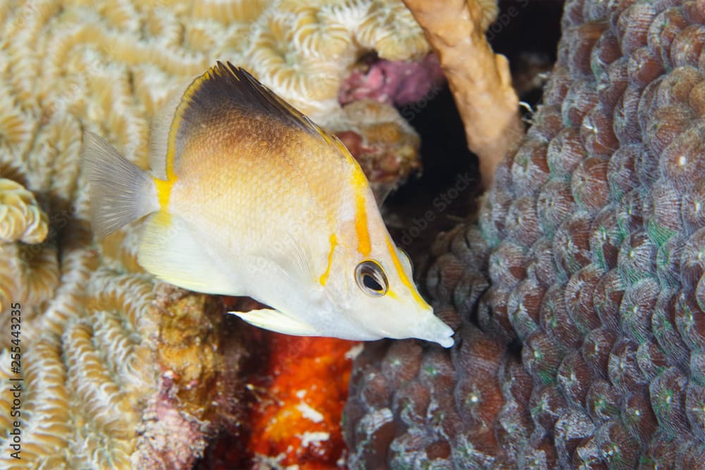 Longsnout Butterflyfish swimming over a coral reef