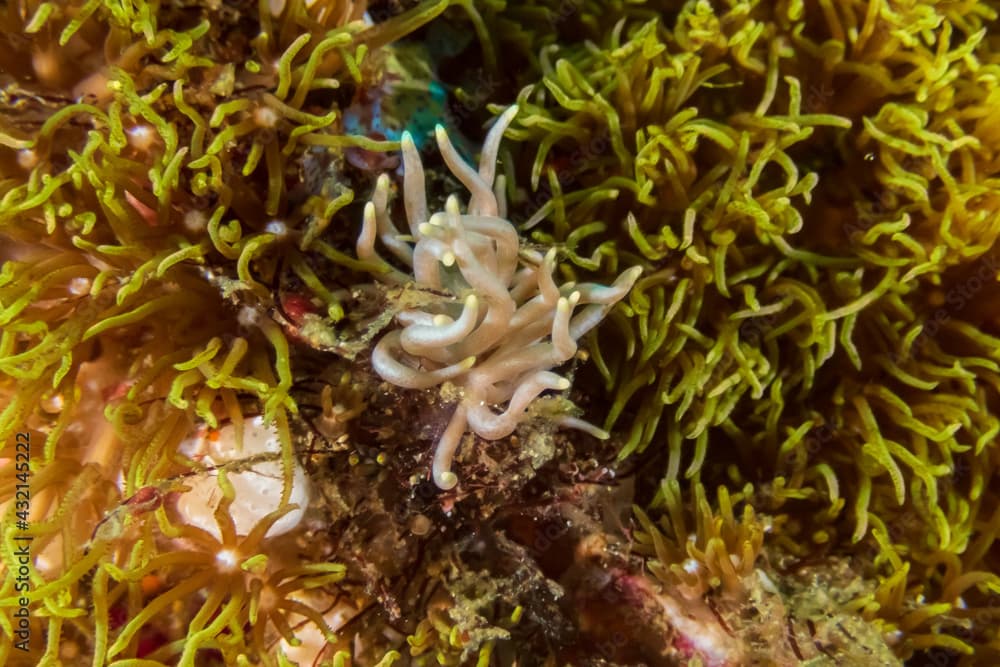 Yellow-Tipped Phyllodesmium (Phyllodesmium briareum) a sea slug or an aeolid nudibranch in the family Facelinidae near Anilao, Mabini,  Philippines.  Underwater photography.