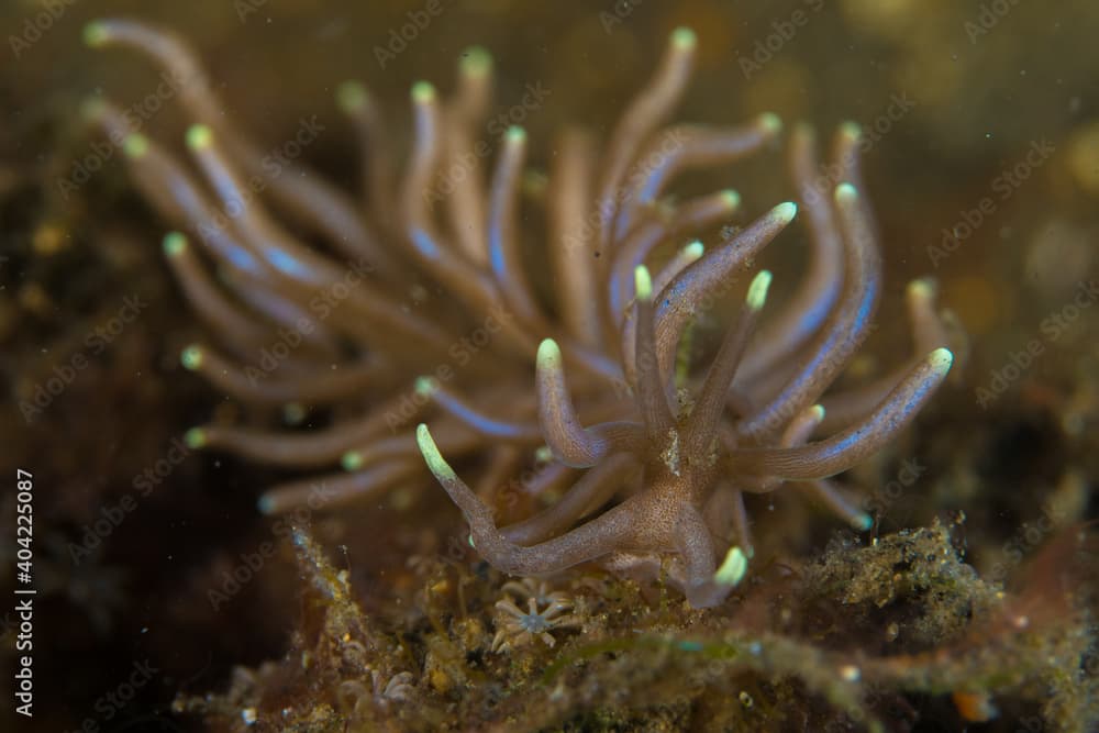 Yellow tipped phyllodesmium nudibranch - Phyllodesmium briareum