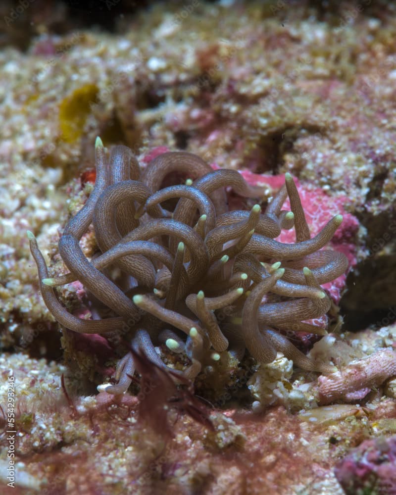 Phyllodesmium briareum nudibranch in Raja Ampat, Indonesia