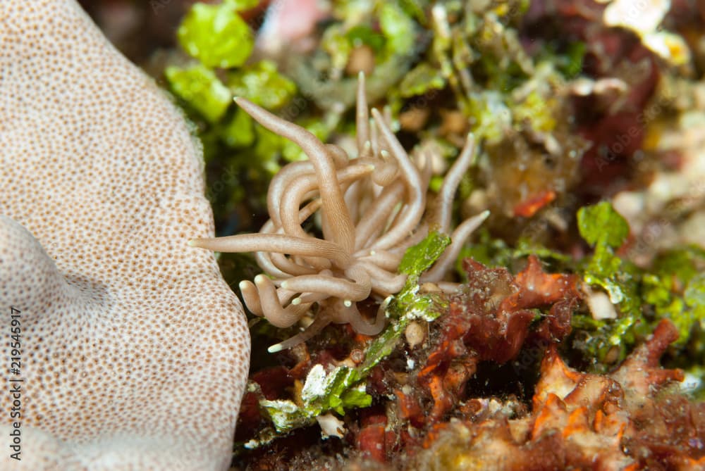 Phyllodesmium briareum Nudibranch